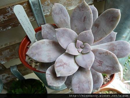 Graptopetalum pentandrum subsp. superbum 20120714-1.JPG