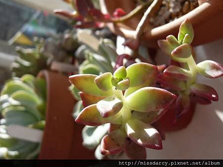 Graptosedum Alpenglow 姬攏月 20120711-1.JPG