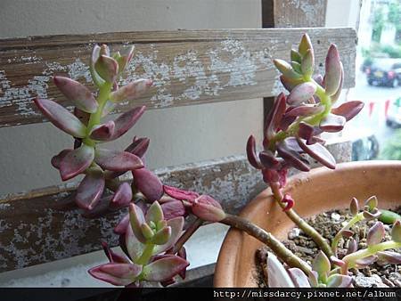 Graptosedum Alpenglow 姬攏月 20120714-1.JPG