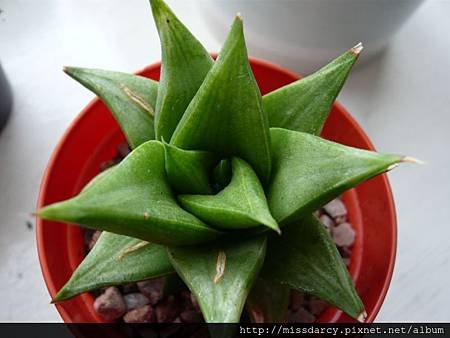 Haworthia sp. Nova Dennie Ploth 20120714.JPG