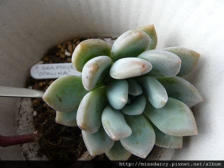 X GRAPTOVERIA &apos;OPALINA&apos; 20120714-1.JPG