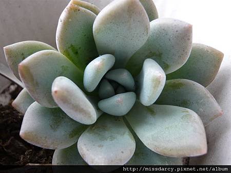 X GRAPTOVERIA &apos;OPALINA&apos; 20120714-2.JPG