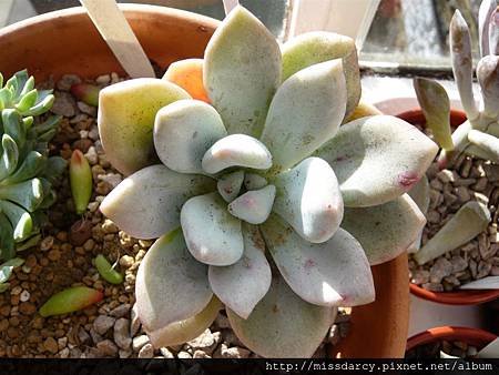 x Pachyveria pink leaves 20120711.JPG