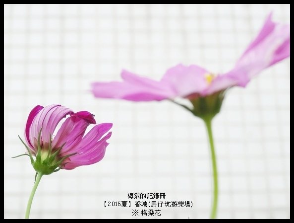 tn_DSC01502.JPG
