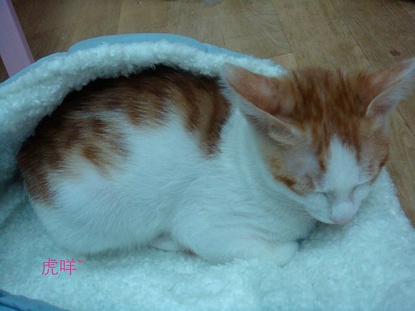 DSC03961 拷貝.JPG
