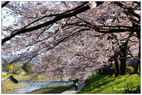 清晨鴨川.jpg