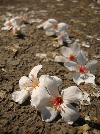 01苗栗公館-1油桐花10.jpg