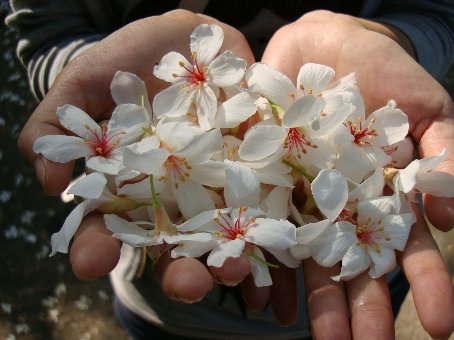 01苗栗公館-1油桐花13.jpg