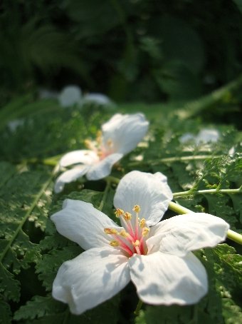 01苗栗公館-1油桐花15.jpg