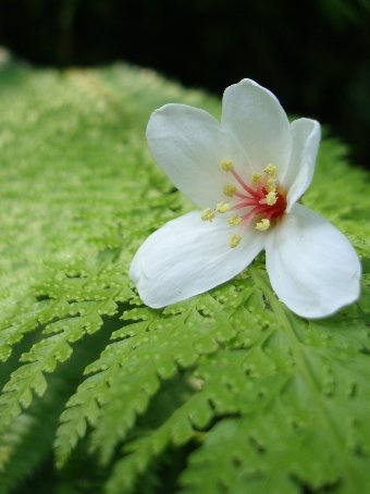 01苗栗公館-1油桐花22.jpg