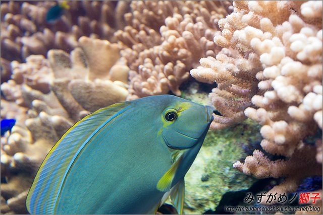 屏東海洋生物博物館_8