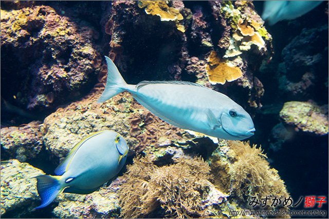 屏東海洋生物博物館_11