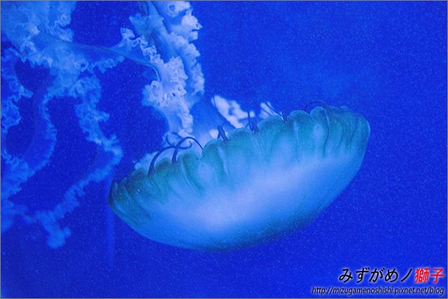 屏東海洋生物博物館_40