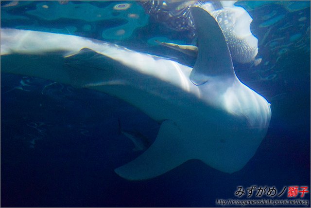 屏東海洋生物博物館_57