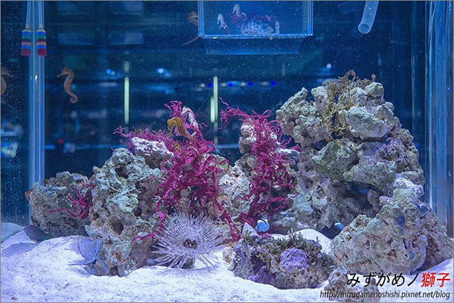 屏東農科園區觀賞水族動物展示中心_49.jpg