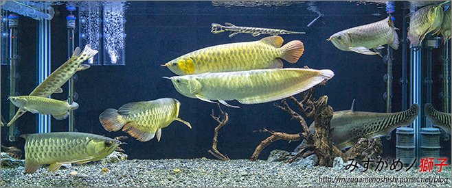 水族培菌濾材對水質影響之實驗_26.jpg