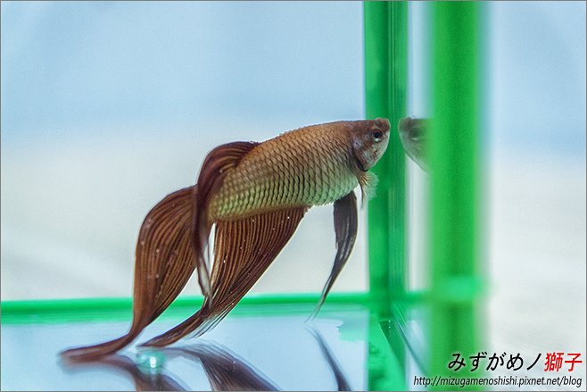 水族的腹水與立鱗病_3.jpg