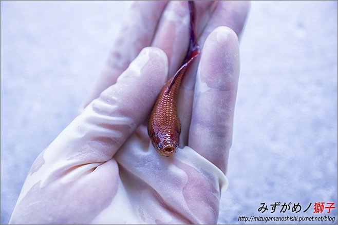 水族的腹水與立鱗病_5.jpg