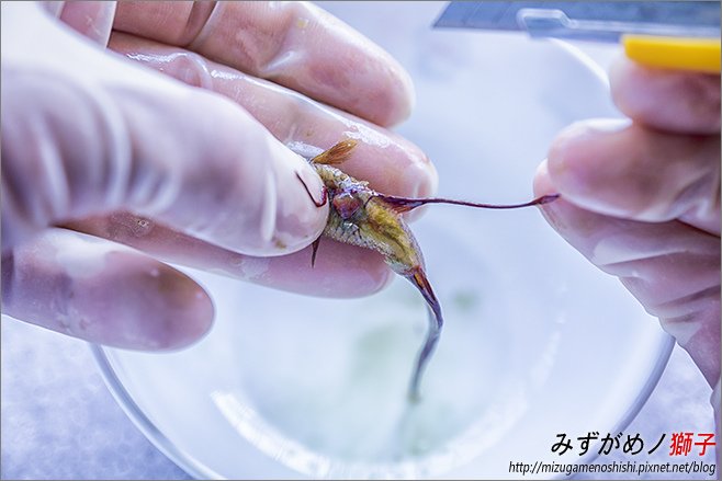 水族的腹水與立鱗病_10.jpg