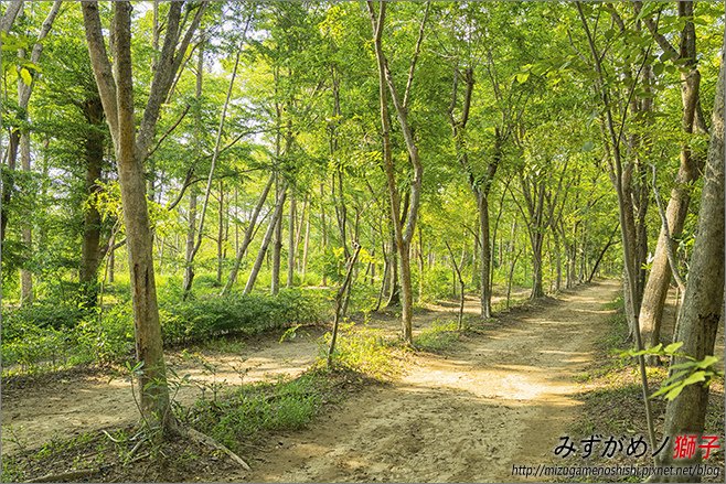 虎山森林步道_5.jpg