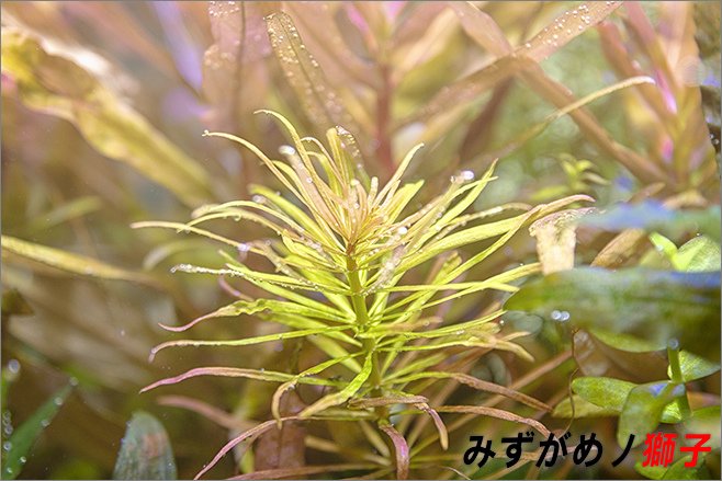 陽台上的水草缸_22.jpg