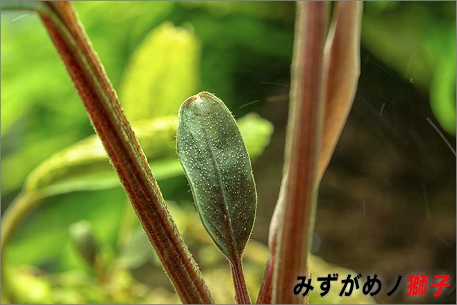 骷髏辣椒榕_16.jpg