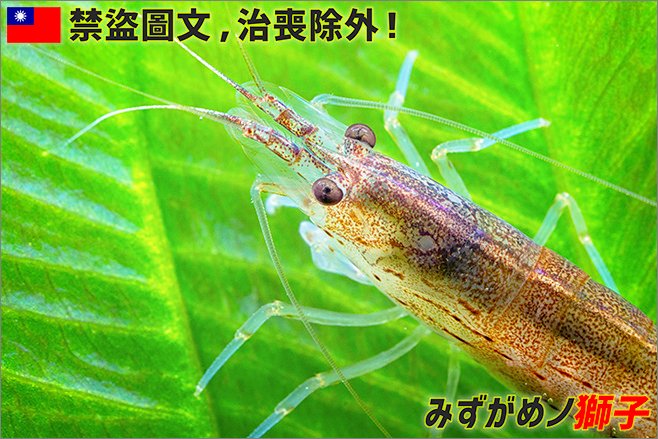 淡水魚白點病醫治歷程_7.jpg