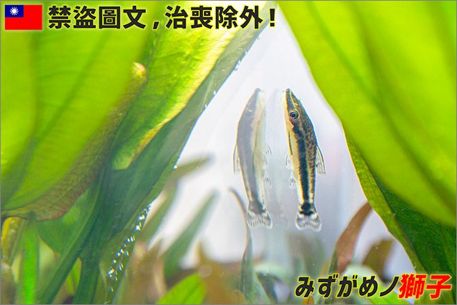 淡水魚白點病醫治歷程_20.jpg
