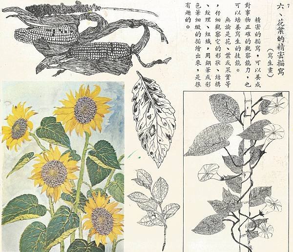 1美-6下-61-06花葉的精密描寫.jpg