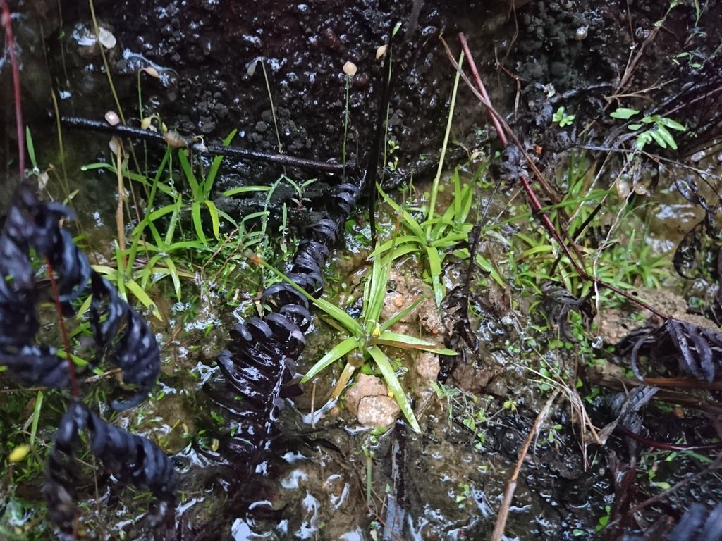 DSC_0458.JPG