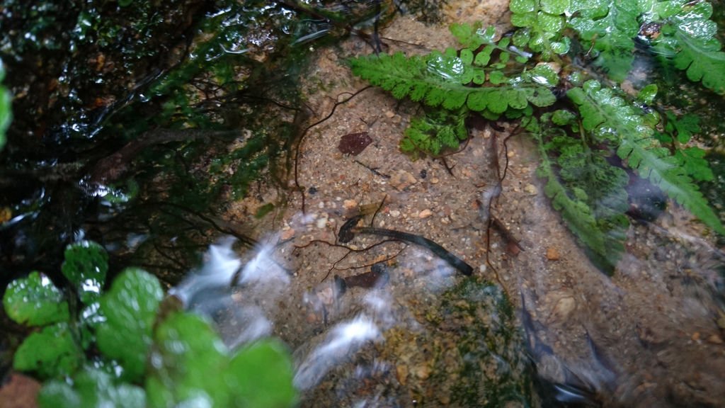 DSC_0605.JPG
