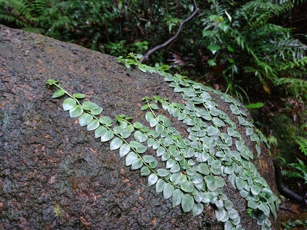 DSC_0610.JPG