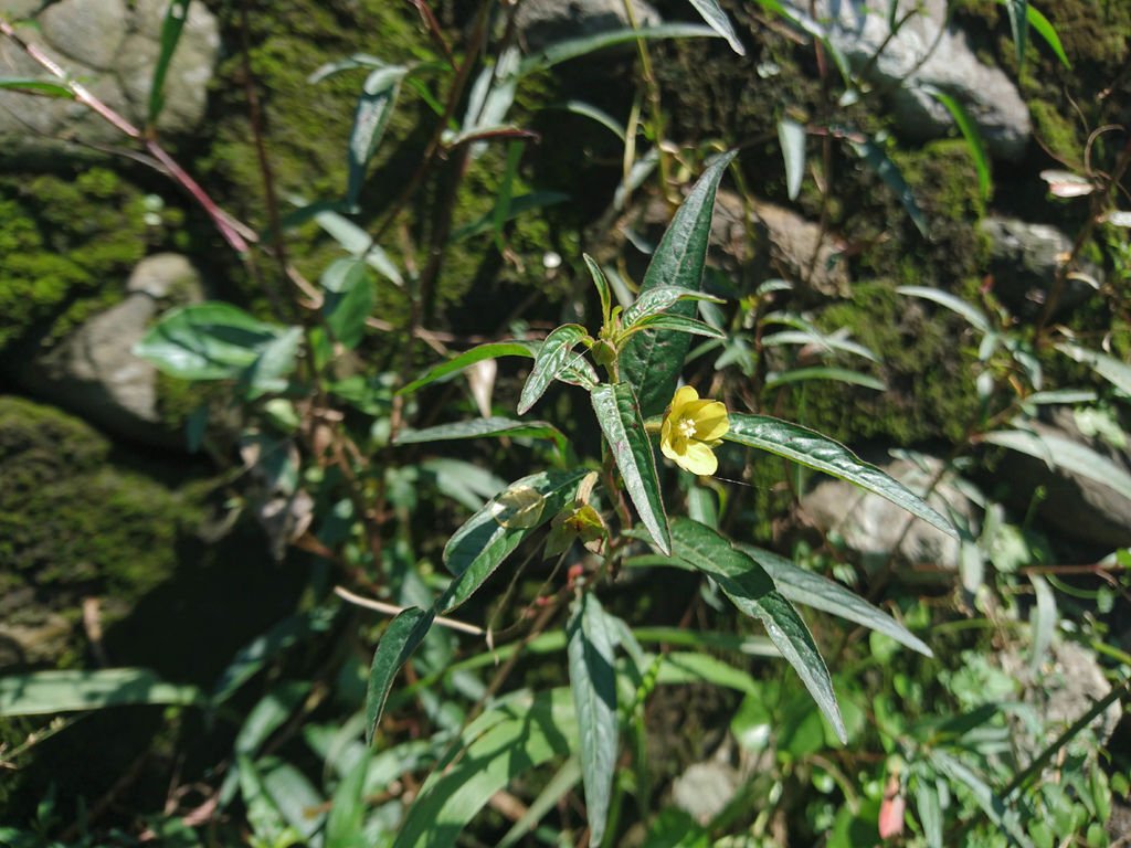 DSC_1673.JPG