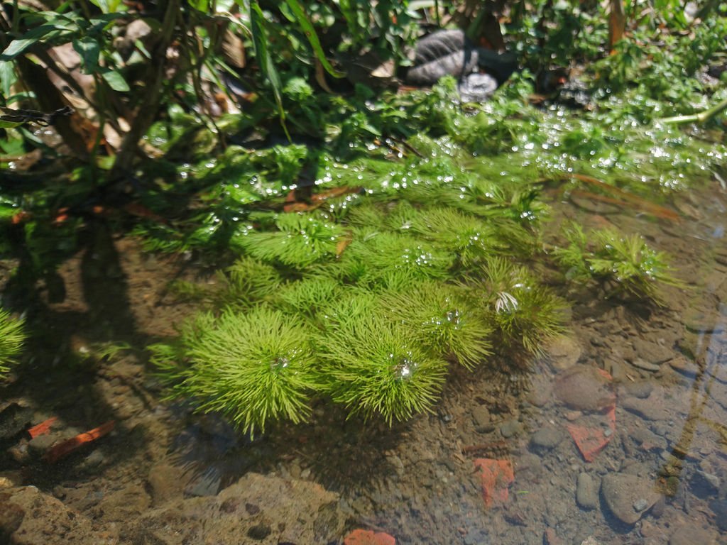 DSC_1684.JPG