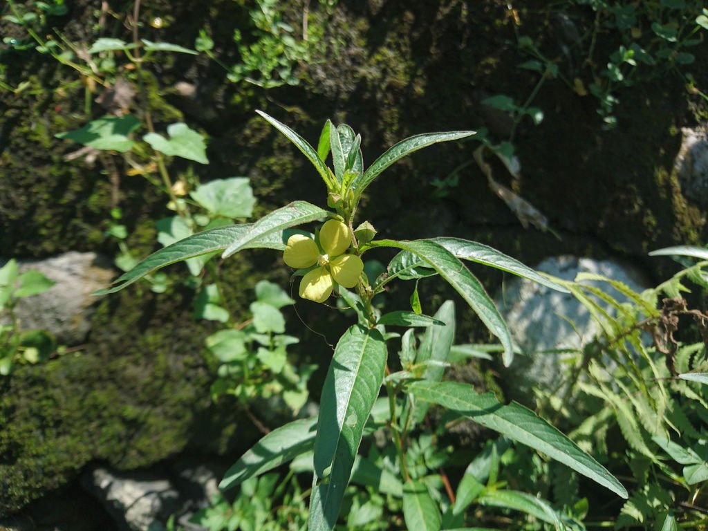 DSC_1697.JPG