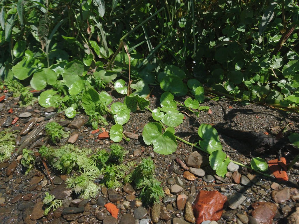 DSC_1702.JPG