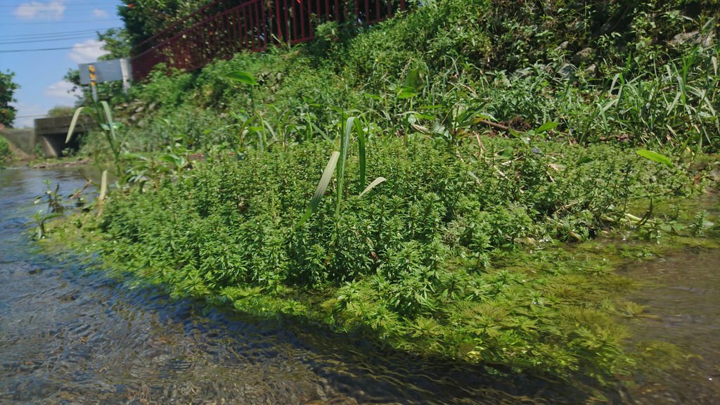 DSC_1709.JPG