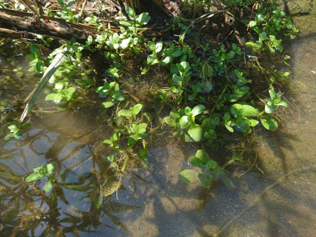 DSC_1735.JPG