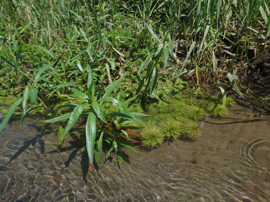DSC_1728.JPG