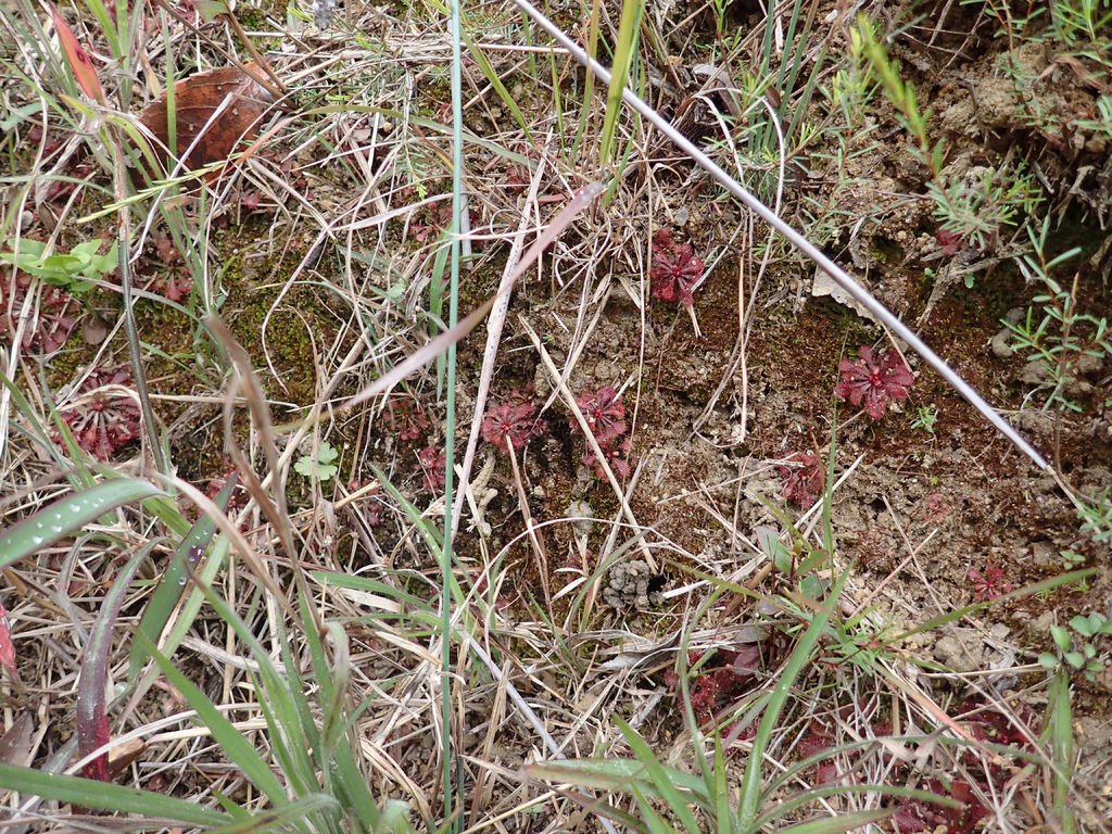 P1315162.JPG