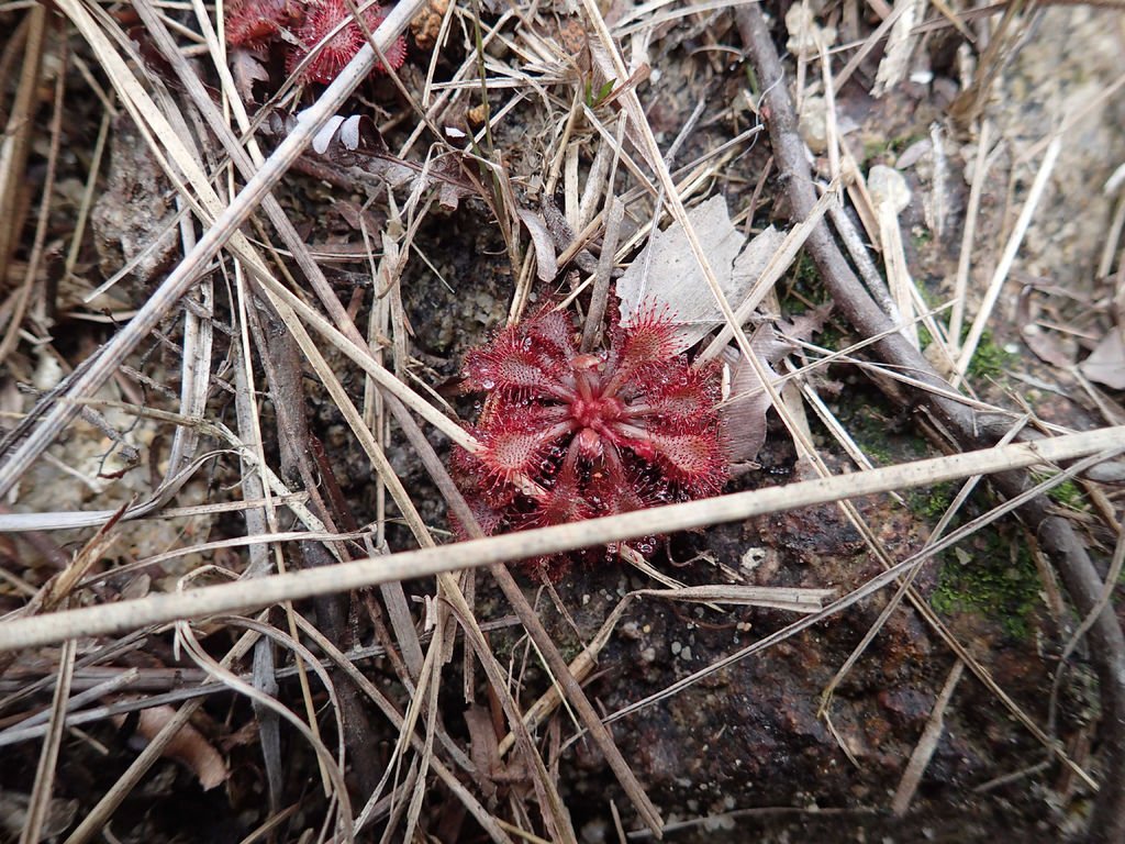 P1315186.JPG