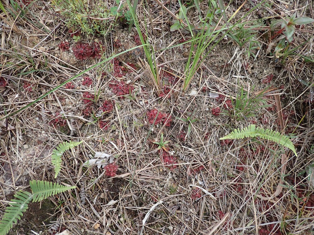 P1315183.JPG