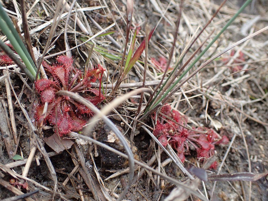 P1315196.JPG