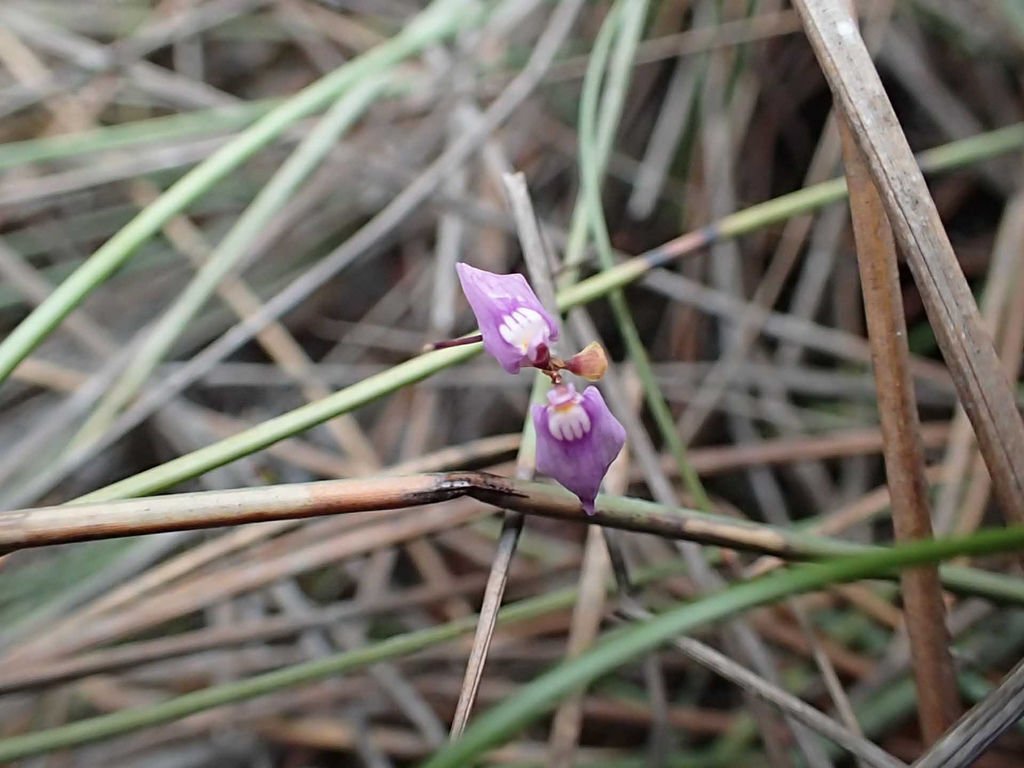 P1315575.JPG