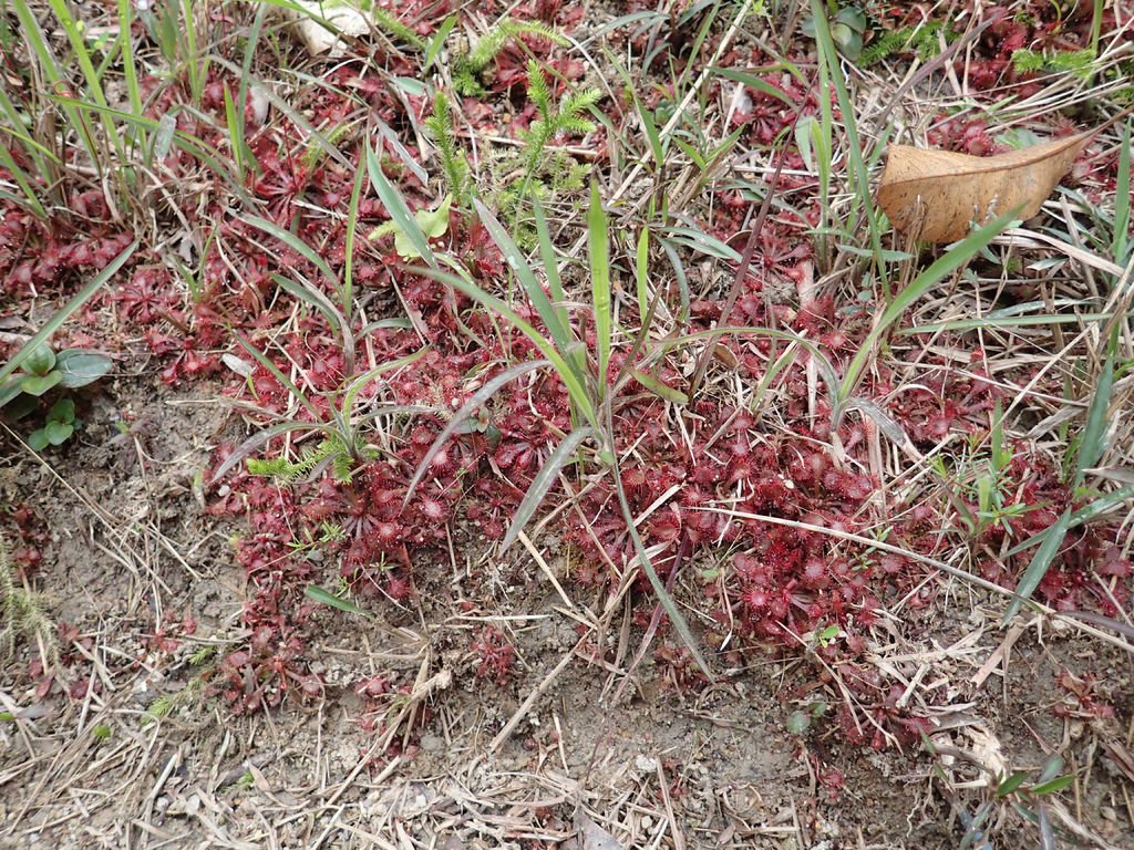 P1315683.JPG