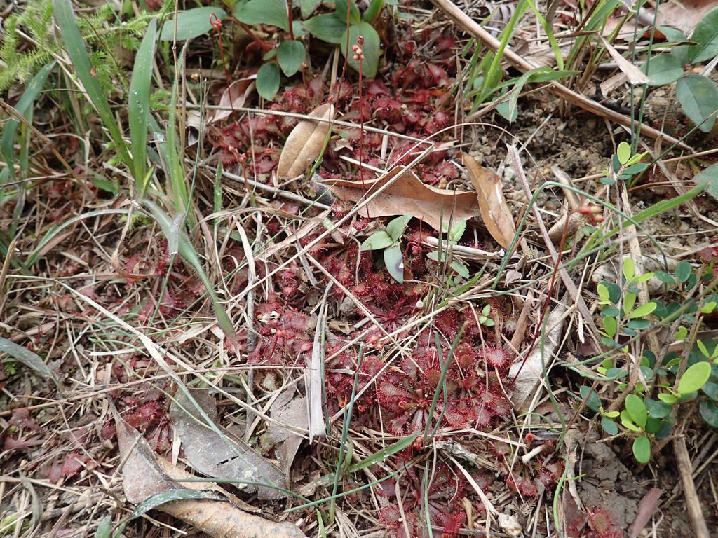 P1315681.JPG