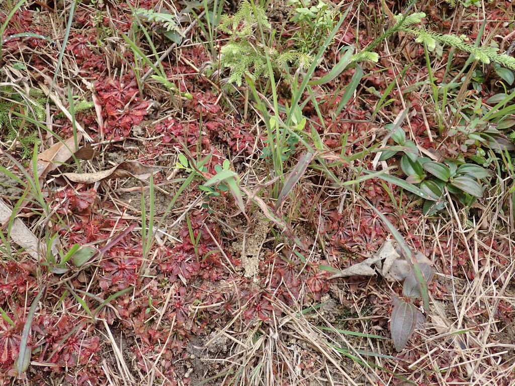 P1315694.JPG