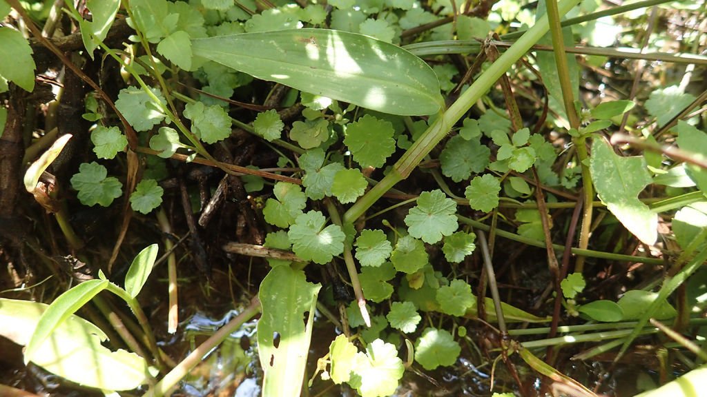 P7100056.JPG