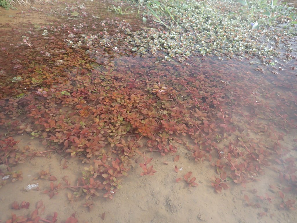 P1124916.JPG