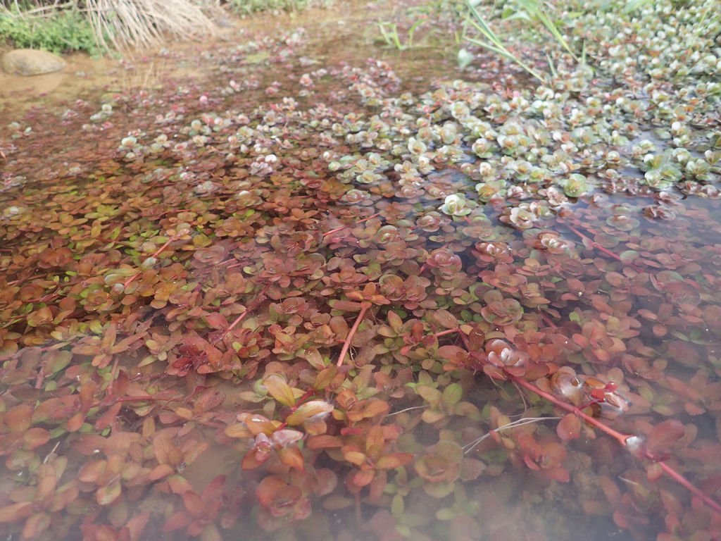 P1124943.JPG